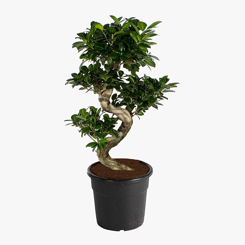 S Shaped Ficus Plant 80Cm: Bonsai Plants Singapore