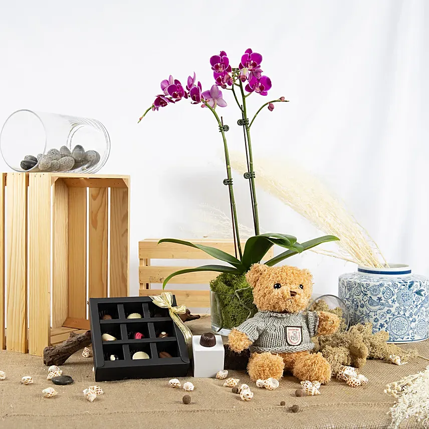 Dual Stem Orchid Plant with Chocolate and Teddy: New Arrival Combo Gifts