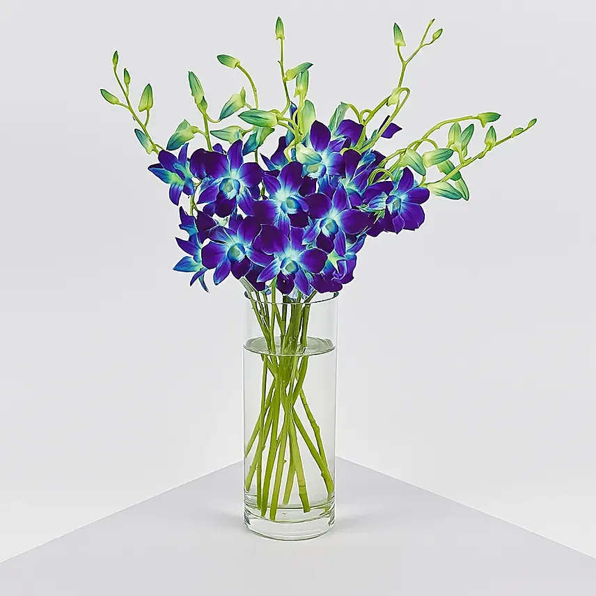 Mesmerizing Blue Orchids: Orchids