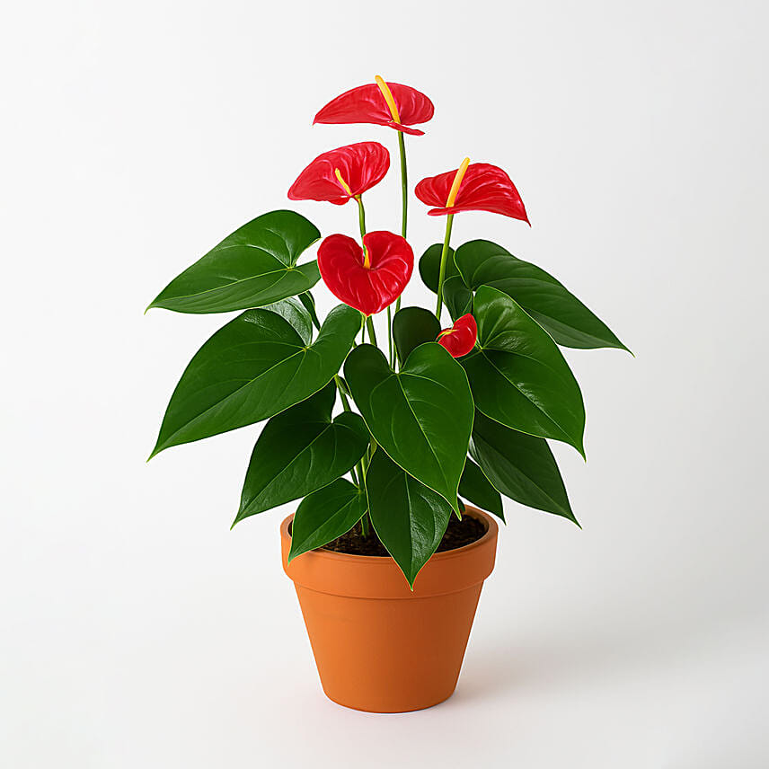 Blooming Anthurium Plant In Round Red Pot: Anthuriums Onliine